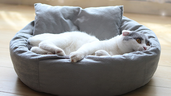 應用于寵物窩的硬質棉哪家好